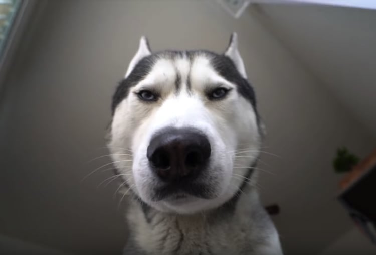 ハスキー犬「はい、起きて。」怖すぎる目覚まし…！ | いぬのこと。～犬がもっと好きになる動画紹介サイト～