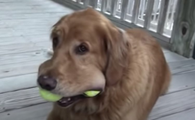 一体どうやって入れているの テニスボールを口に限界まで頬張る犬さん いぬのこと