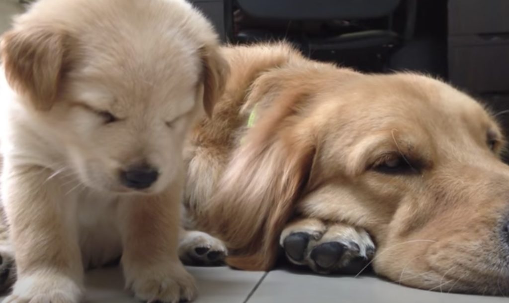 睡魔と戦う子犬とそれを見守る大きな犬さん。どっちもウトウト眠そうな表情が可愛い。 いぬのこと。