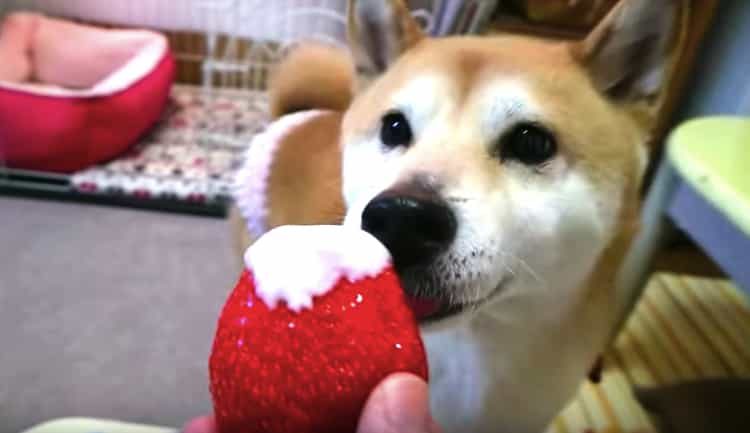 春はいちご ヨーグルトをぺろぺろする柴犬が可愛すぎ いぬのこと