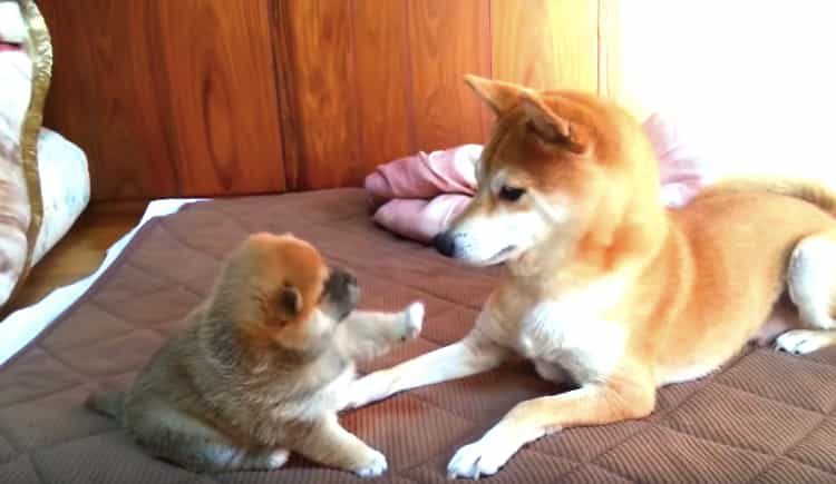 これぞ 親子 ほのぼの 柴犬親子が可愛すぎ いぬのこと