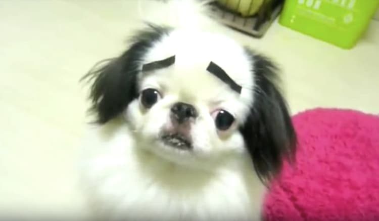 くるくる回る まゆげ犬 日本原産の狆が可愛すぎ いぬのこと 犬がもっと好きになる動画紹介サイト