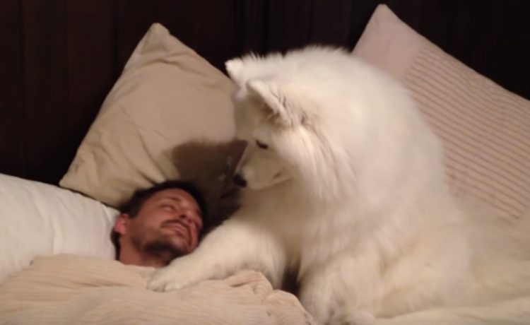 愛溢れすぎ 飼い主の起こし方が優しすぎるワンコ いぬのこと 犬がもっと好きになる動画紹介サイト