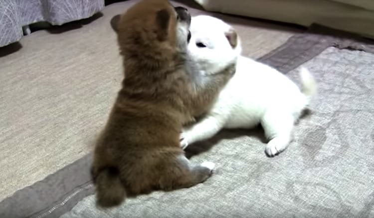 がるるるる 柴犬の もふもふレスリング が可愛すぎ いぬのこと 犬がもっと好きになる動画紹介サイト