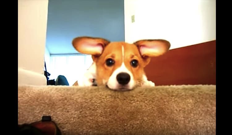 あざと可愛い わざとおもちゃを落とすコーギー犬 いぬのこと 犬がもっと好きになる動画紹介サイト