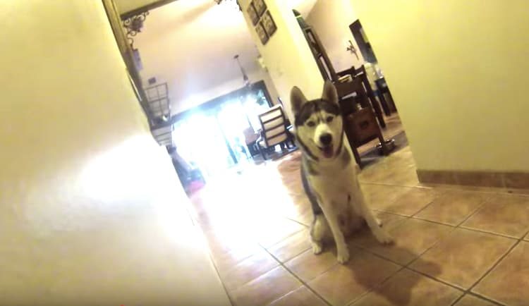 おやつを賭けて だるまさんがころんだ お茶目なハスキー犬 いぬのこと 犬がもっと好きになる動画紹介サイト