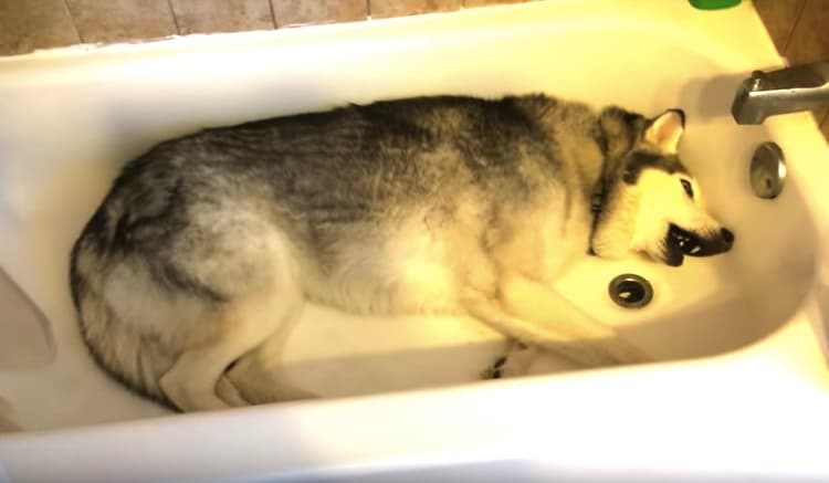 水浴びするまで 動きませ ん 駄々をこねるハスキー犬 いぬのこと 犬がもっと好きになる動画紹介サイト