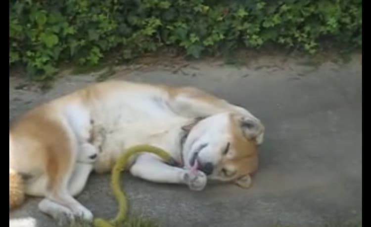 気持ちいいにゃあ って あれ 仕草があの動物にそっくりな犬 いぬのこと