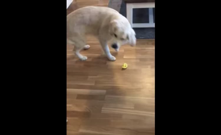 すっぱー でも癖になる レモンに悶絶する犬 いぬのこと 犬がもっと好きになる動画紹介サイト
