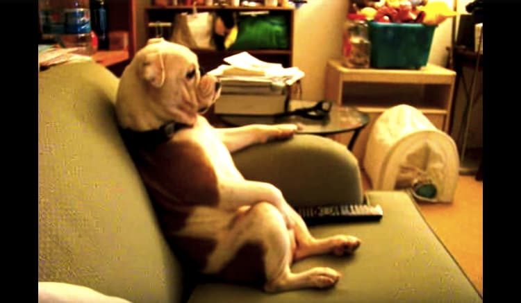 おじさん入ってるよね くつろいでテレビを見る犬 いぬのこと 犬がもっと好きになる動画紹介サイト