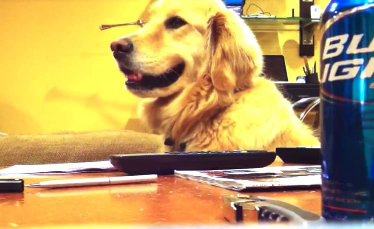 やめないでっ ギターが止むと不機嫌になる犬 いぬのこと