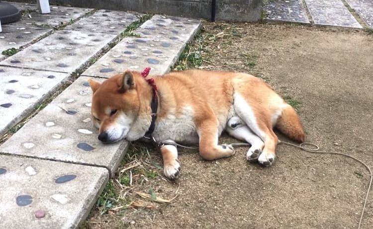 ぽかぽか 眠い ベッドまで辿り着けない柴犬 いぬのこと