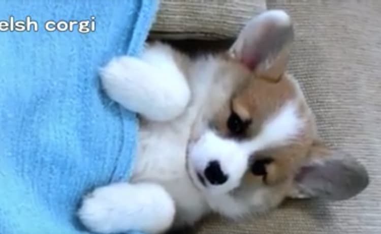 眠くないもん 全然寝てくれないコーギーの子犬 いぬのこと