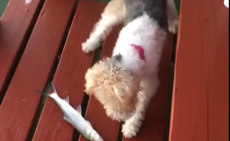 ぎゃああこれが生魚 跳ねる魚にびっくりしたワンコは いぬのこと 犬がもっと好きになる動画紹介サイト