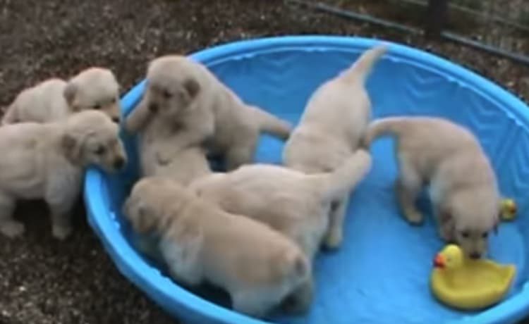 暑い日は水浴び 子犬さんたちがプールに入ろうとしたら いぬのこと 犬がもっと好きになる動画紹介サイト