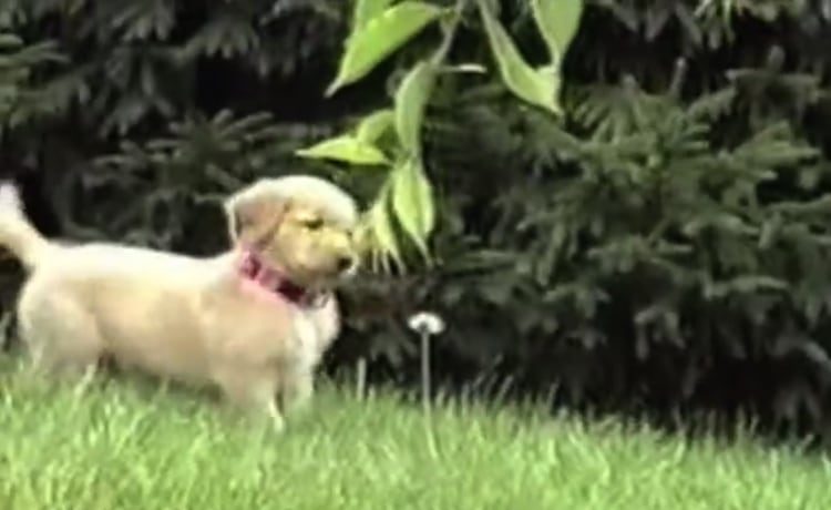 なにこれ 初めてのたんぽぽにびっくりする子犬 いぬのこと 犬がもっと好きになる動画紹介サイト