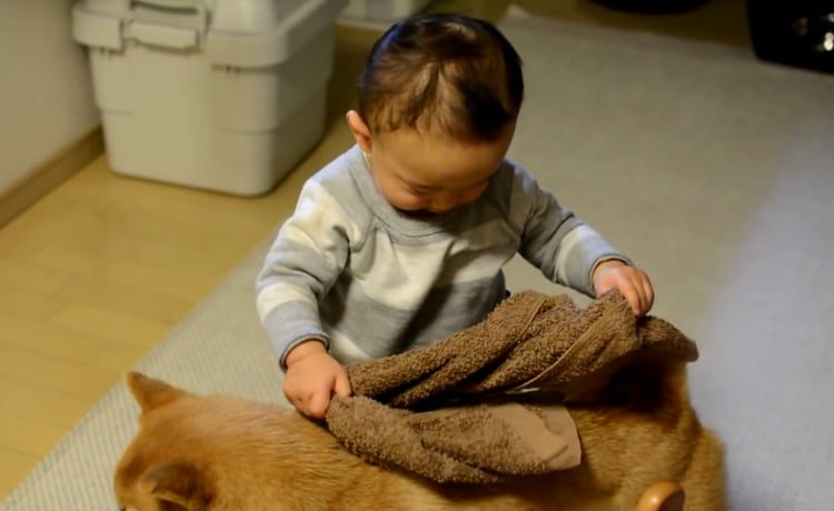 気持ちだけで十分 どうしても柴犬に毛布をかけてあげたい赤ちゃん いぬのこと