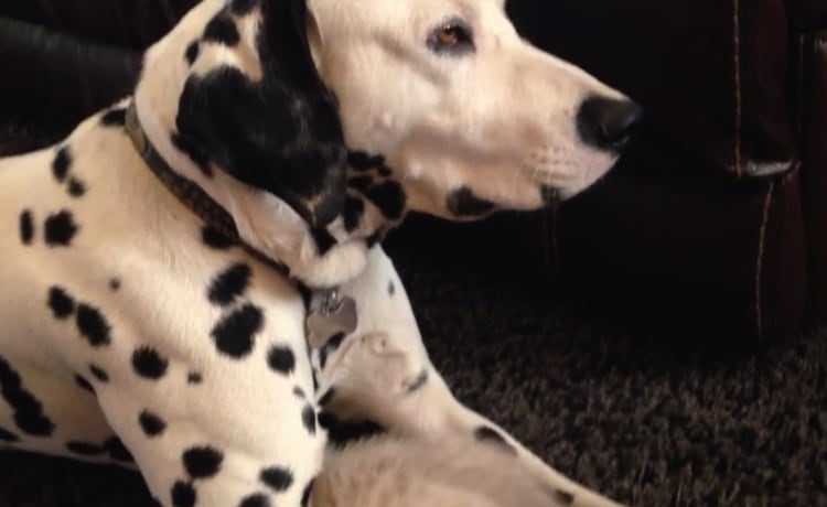 愛情にほっこり 犬の腕の中にいたモコモコは いぬのこと