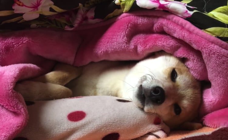 柴犬 もう こたつから 抜け出せません いぬのこと 犬がもっと好きになる動画紹介サイト