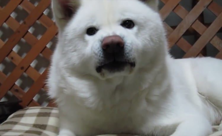 吠えるの下手すぎ 全部くしゃみになっちゃう秋田犬 いぬのこと