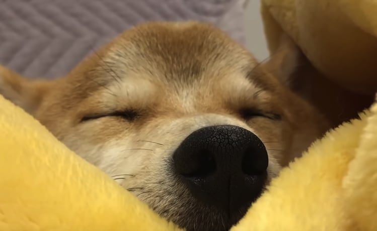 眠い とにかく眠いの 毛布に埋もれる柴犬の可愛さがすごい いぬのこと 犬がもっと好きになる動画紹介サイト