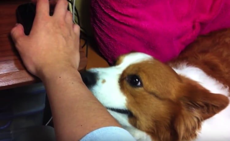 可愛すぎて仕事にならない 甘え上手なコーギー犬 いぬのこと 犬がもっと好きになる動画紹介サイト
