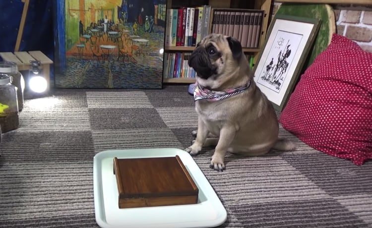 フムフム なるほどですね 熱心に話を聞くパグ犬が可愛い いぬのこと 犬がもっと好きになる動画紹介サイト