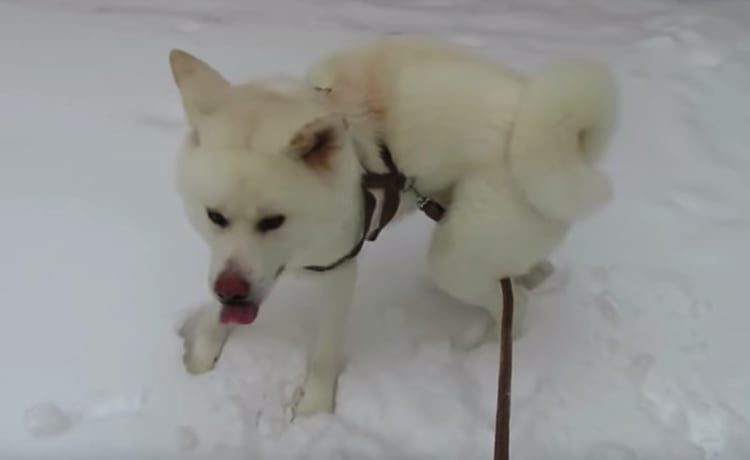 のんびりなんて歩いてられない 雪にはしゃぐ秋田犬 いぬのこと