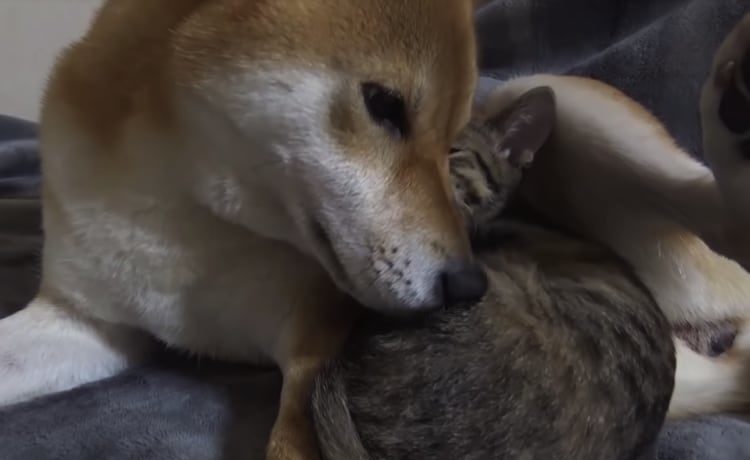 柴犬のふかふか毛布でうっとり 一緒に寝ていたのは いぬのこと 犬がもっと好きになる動画紹介サイト