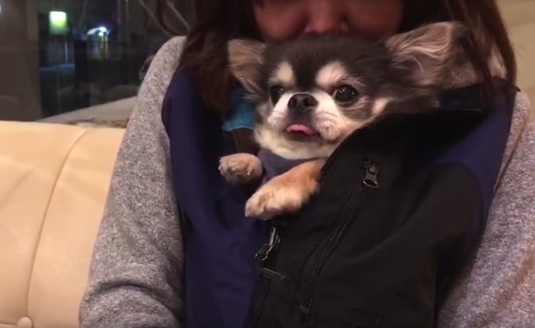 犬カイロ 服の中に入ってぬくぬくするチワワ いぬのこと