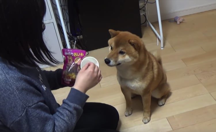 逆にすごい シャッフルゲームで驚きの結果を出す柴犬 いぬのこと