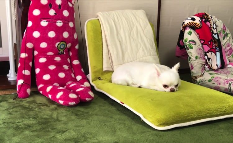 まさかの反応 犬にぬいぐるみが突然動くドッキリしてみたら いぬのこと 犬がもっと好きになる動画紹介サイト