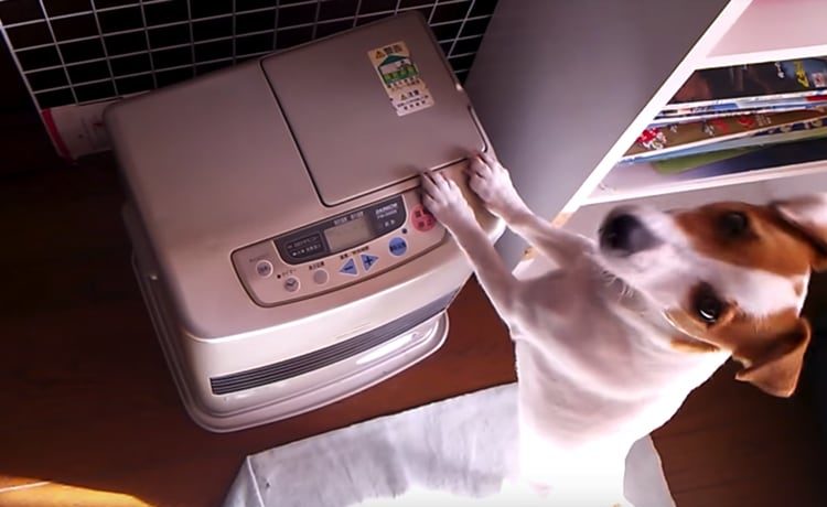 自立しすぎ 自分でファンヒーターを点けちゃう犬 いぬのこと