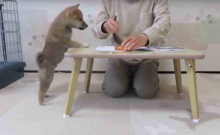 邪魔しちゃお 飼い主さんにかまって欲しいイタズラ子犬 いぬのこと