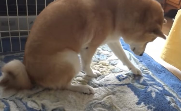 柴犬 寝る前の準備は大変なの 寝床つくりに忙しいワンコ いぬのこと 犬がもっと好きになる動画紹介サイト