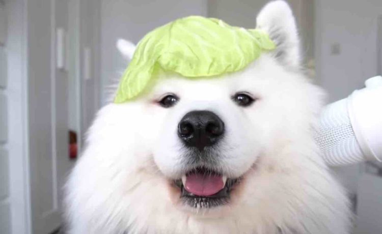 音も 表情も可愛い 犬の野菜モグモグasmr いぬのこと