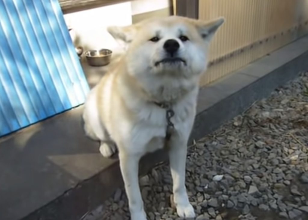 一応 威嚇しておくか 面倒くさそうに番犬をする秋田犬 いぬのこと