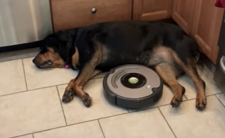 眠りたい犬vsロボット掃除機 どっちが譲るか我慢比べ いぬのこと