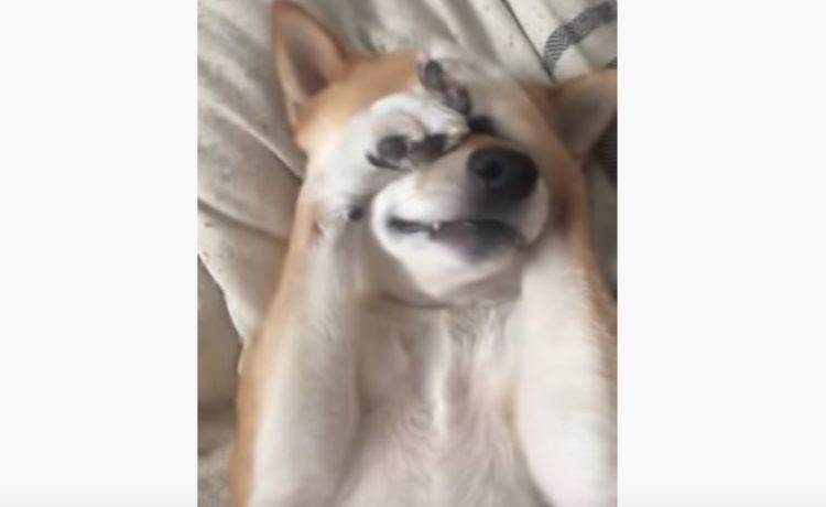 もうちょい寝させて 寝ぼけている子犬のしぐさが可愛い いぬのこと 犬がもっと好きになる動画紹介サイト