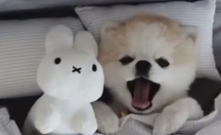 ぬいぐるみと一緒にベッドイン 可愛いポメの寝顔 いぬのこと