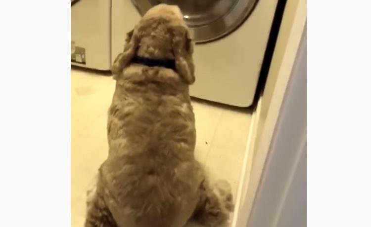 あぁ 相棒が 洗濯機の前から動かない犬 その理由が可愛い いぬのこと