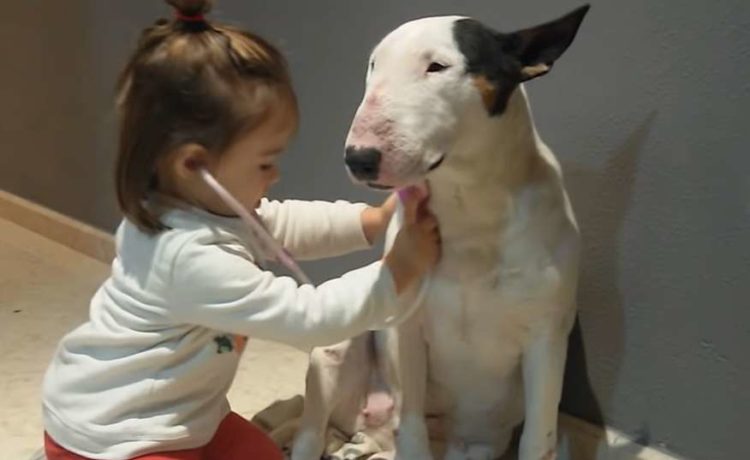 どこか痛いところありますか お医者さんごっこに付き合う優しい犬 いぬのこと
