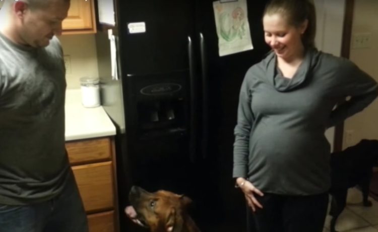 妊婦さんを守るんだ お腹に触ろうとすると怒る犬さん いぬのこと