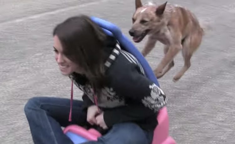 犬さんが動力なんです ものすごい速さで走るおもちゃの車 いぬのこと 犬がもっと好きになる動画紹介サイト