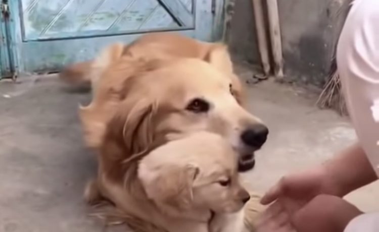 母犬 うちの子可愛いでしょ でも触っちゃダメ 子犬を触ろうとしたら いぬのこと 犬がもっと好きになる動画紹介サイト