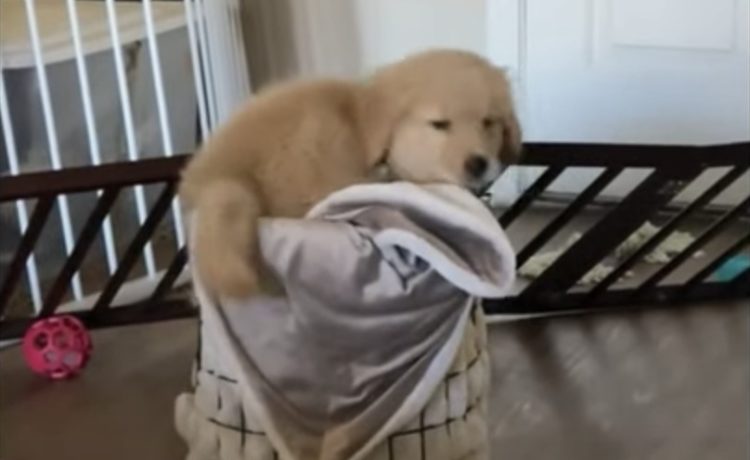 いつもの毛布みっけ 子犬のお気に入りを洗濯しようとしたら いぬのこと 犬がもっと好きになる動画紹介サイト