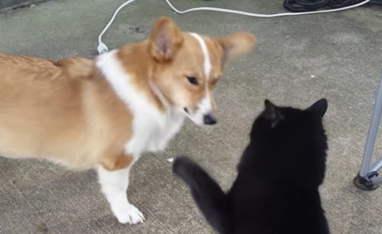 犬 ふふふ そんなパンチじゃ痛くないもん 自ら黒猫に殴られにいくコーギー犬 いぬのこと