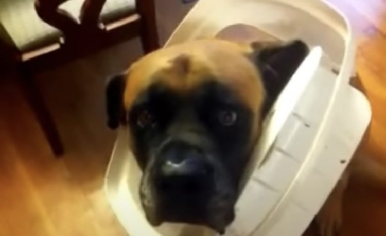 一体誰がゴミ箱を荒らしたんだ 犯人 ひと目でバレた いぬのこと 犬がもっと好きになる動画紹介サイト