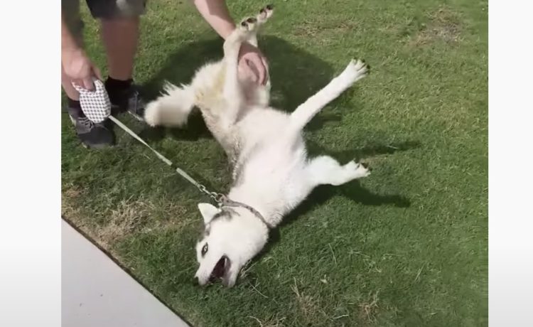 犬 ずっとドッグランにいたいよぉ 帰りたくないハスキー犬 駄々っ子になる いぬのこと