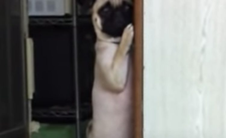 まだ怒ってる 壁に隠れてチラッと覗いてる犬さん いぬのこと